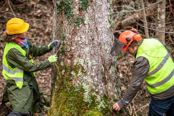 Best Tree Removal  in Brentwood, TN